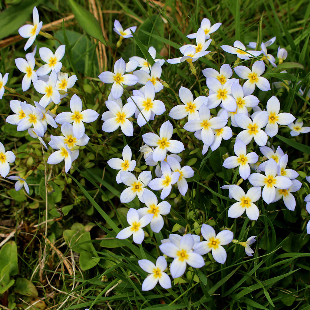 Houstonia Houstonia spp Flower Seeds for Planting in Flower Bed