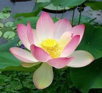 Bonsai bowl lotus plants arranged for an indoor or outdoor garden display