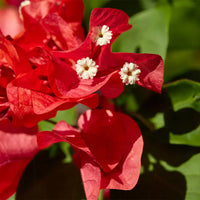 Red Bougainvillea Flower Seeds for Planting