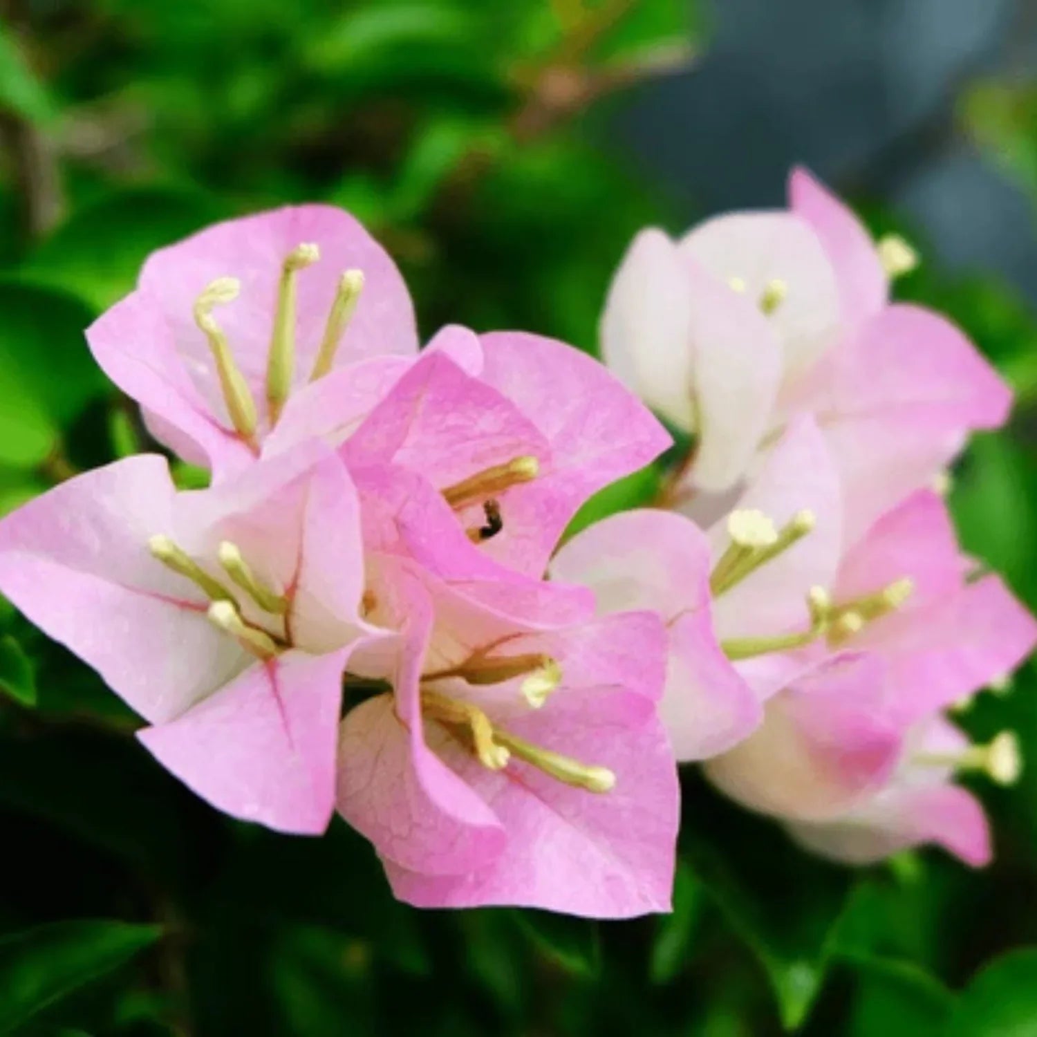 White Pink Bougainvillea Flower seeds for Planting Premium Quality Heirloom & GMO Free Seeds for Home Garden