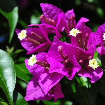 Purple Bougainvillea Flower seeds for Planting Easy to Grow Heirloom & GMO Free Seeds for Home Garden