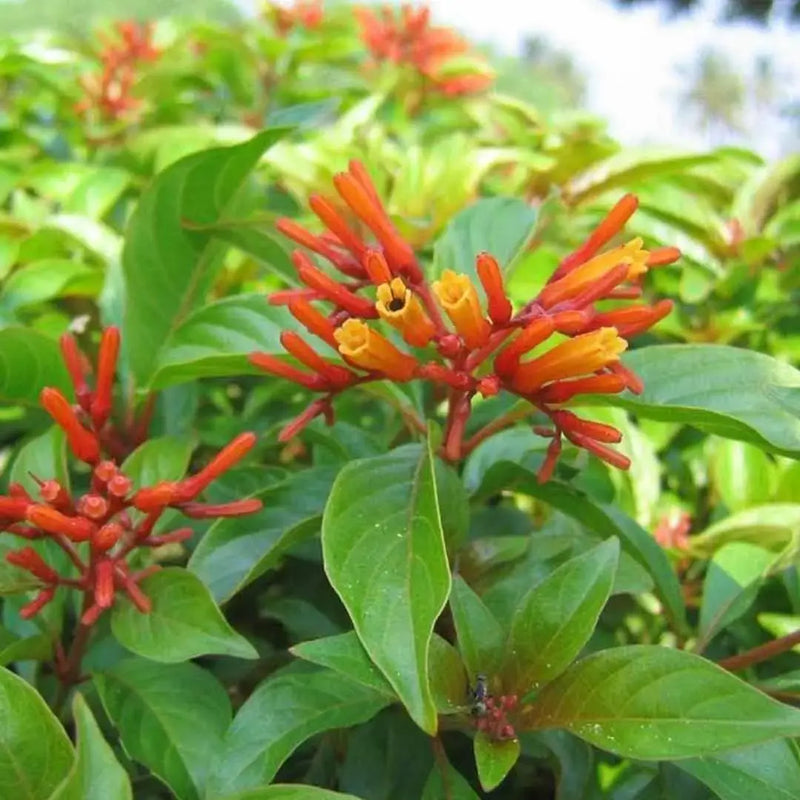 Pink Firebush Flower seeds for Planting - Premium Quality, Heirloom & GMO Free Seeds for Home Garden