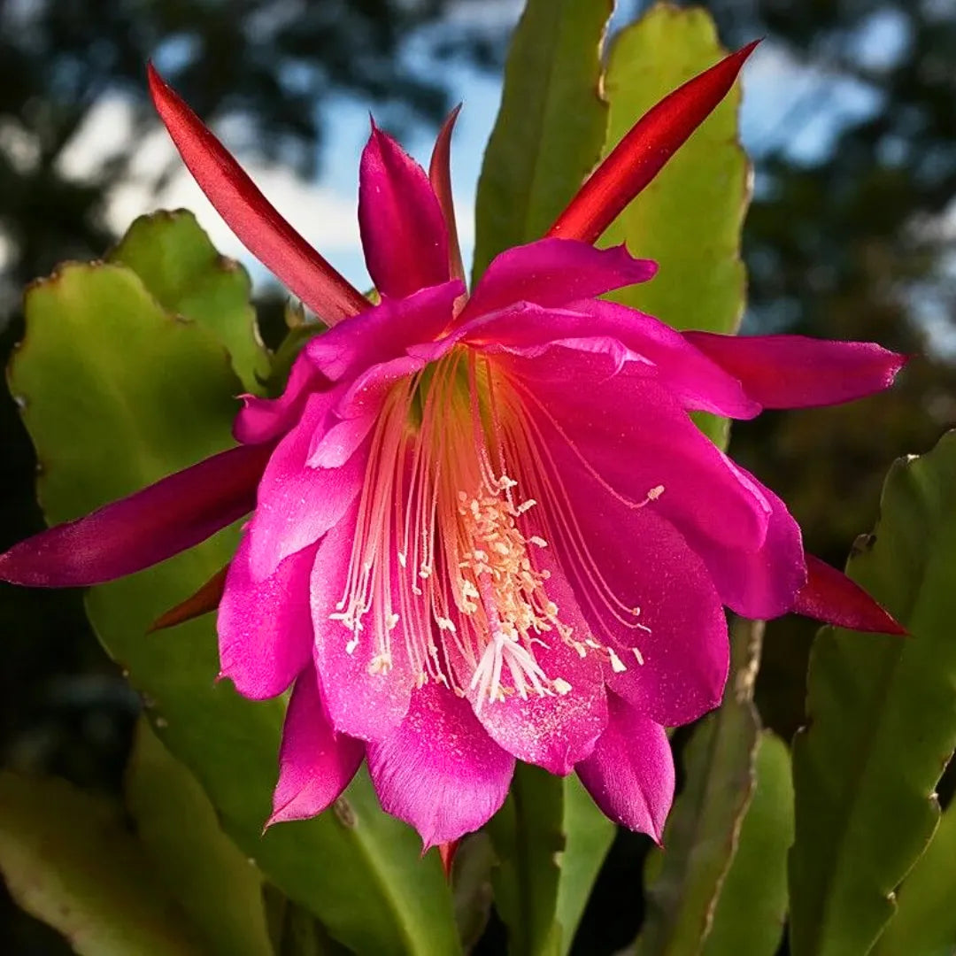 Pink Epiphyllum Oxypetalum Flower seeds for Planting - Garden Favorite, Heirloom & GMO Free Seeds for Home Garden