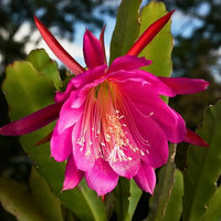 Pink Epiphyllum Oxypetalum Flower seeds for Planting - Hardy Variety, Heirloom & GMO Free Seeds for Home Garden