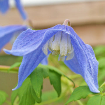 Blue White Clematis Flower Seeds Shade Tolerant Heirloom & GMO Free Seeds for Home Garden
 
 Sale