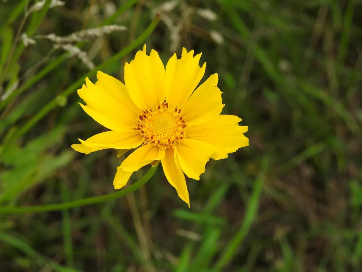Coreopsis Flower seeds for Planting Cut Flower Favorite Heirloom & GMO Free Seeds for Home Garden