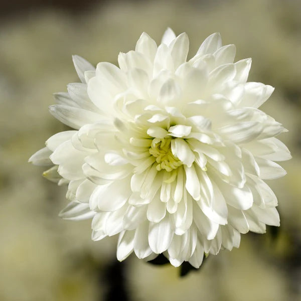 White Chrysanthemum Flower seeds for Planting - Wildflower Mix, Heirloom & GMO Free Seeds for Home Garden