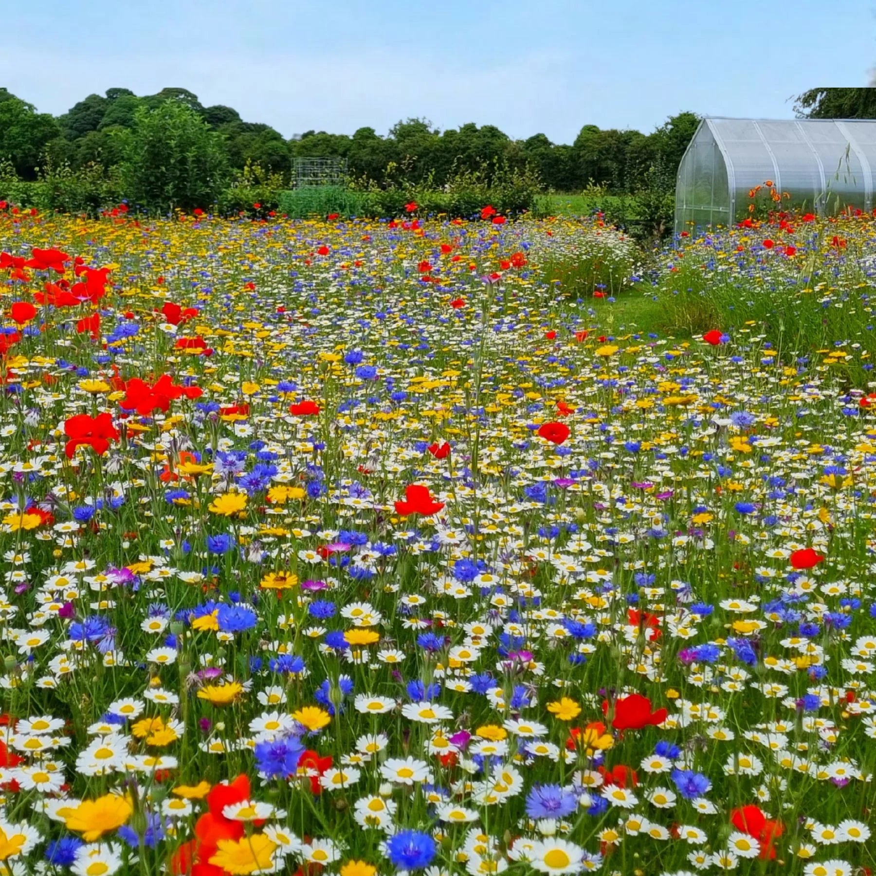 Save the Bees Mixed Wildflower Seeds for Pollinators