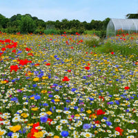 Save the Bees Mixed Wildflower Seeds for Pollinators