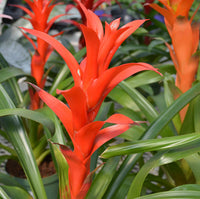 Mixed Bromeliad Flower seeds for Planting - Seasonal Bloomer, Heirloom & GMO Free Seeds for Home Garden