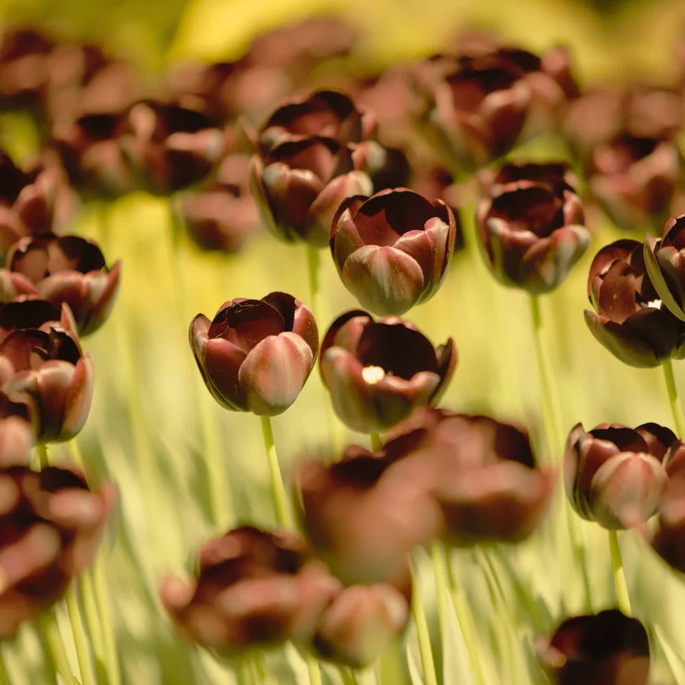 Dark Khaki Tulip Flower Seeds for Planting Garden Favorite Heirloom & GMO Free Seeds for Home Garden
 
 Sale