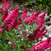 Buddleia Davidii Flower seeds for Planting Sun Loving Heirloom & GMO Free Seeds for Home Garden