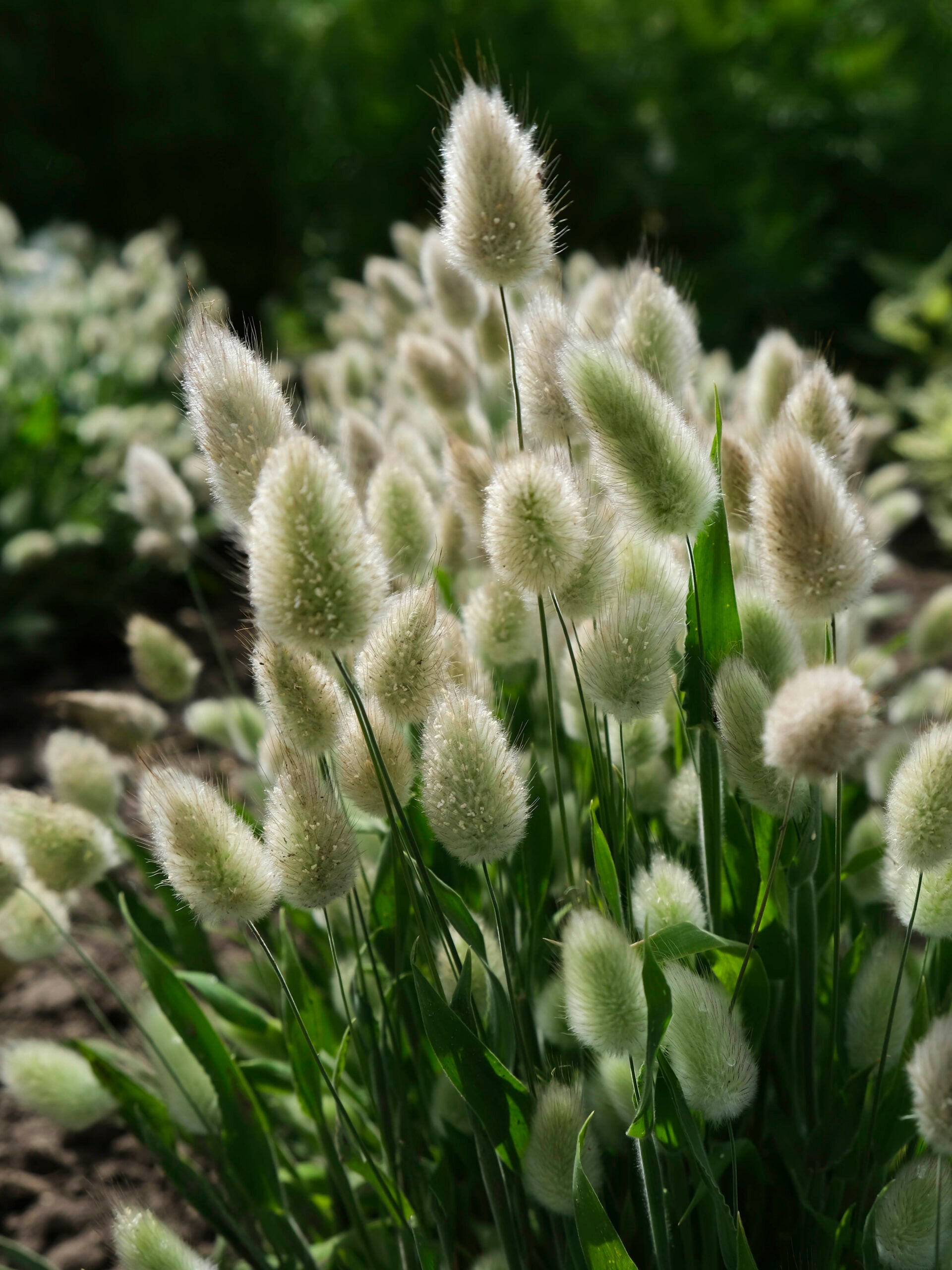 Bunny Tail Grass Seeds | Annual Ornamental Grass for Planting