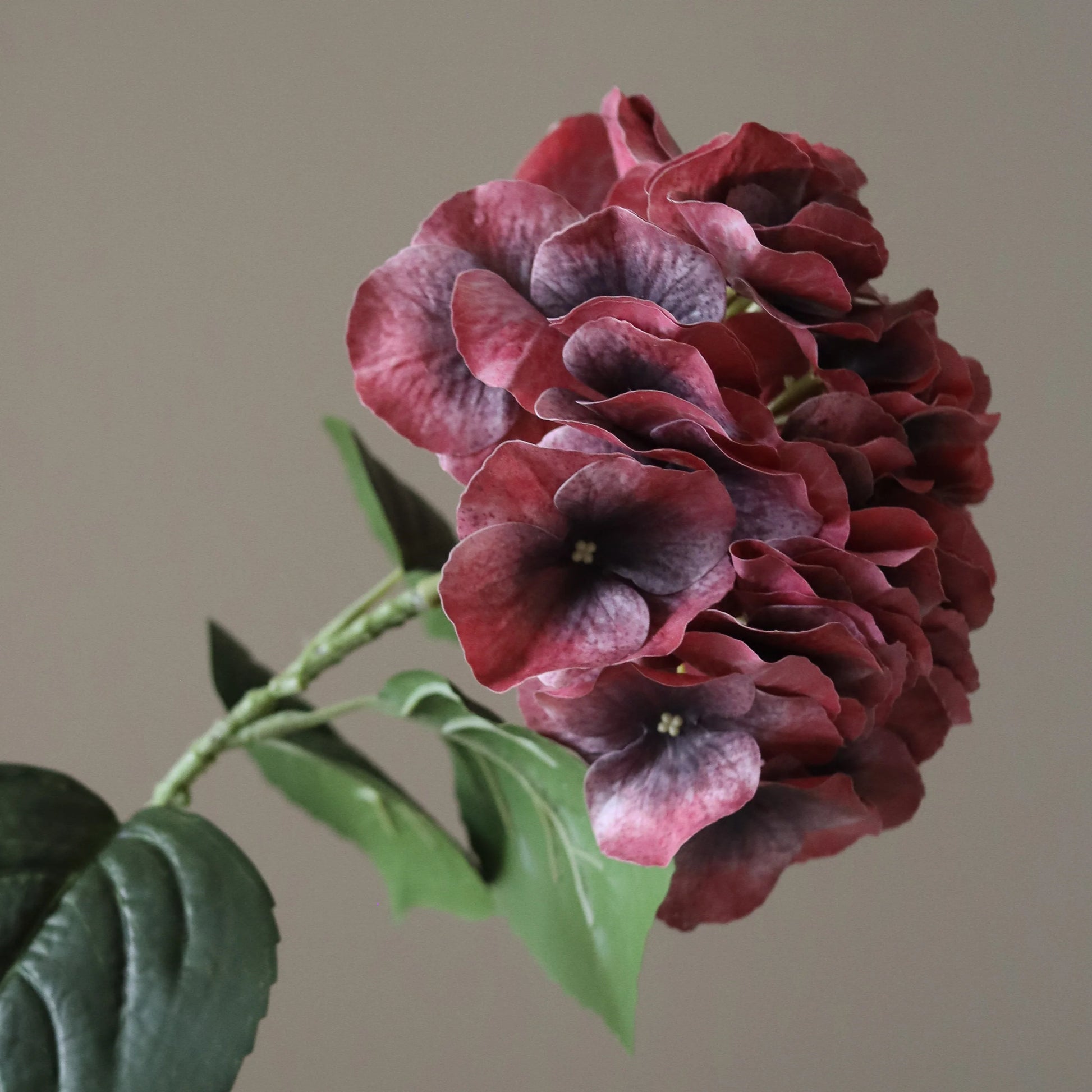 Hydrangea Flower Seeds Burgundy Flower seeds for Planting Cottage Garden Essential Heirloom & GMO Free Seeds for Home Garden
 
 Sale