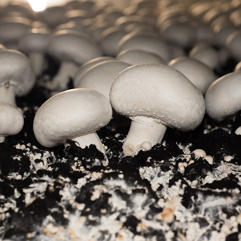 Mycelium Spawn Vegetable Seeds for Easy Planting
