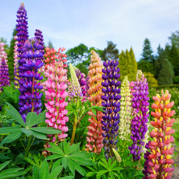 Lupine Flower seeds for Planting Drought Tolerant Heirloom & GMO Free Seeds for Home Garden 
 
 Sale for planting in home garden