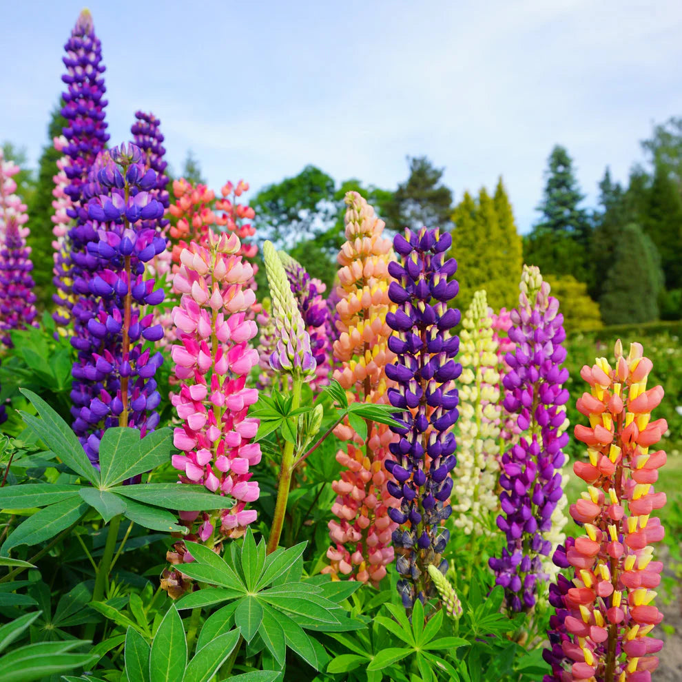 Lupine Flower seeds for Planting Shade Tolerant Heirloom & GMO Free Seeds for Home Garden