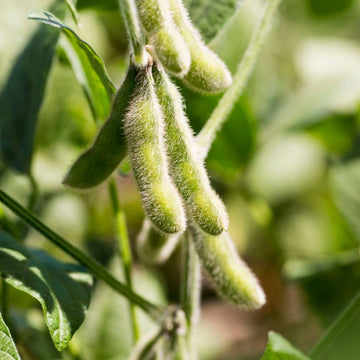 Heirloom non-GMO soybean seeds for planting