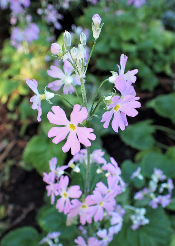 Light Pink Primula Malacoides Flower Seeds – Seasonal Bloomer Heirloom & NonGMO Seeds for Home Garden
 
 Sale