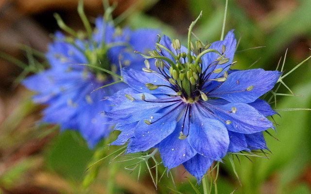 Blue Nigella Jekyll Flower seeds for Planting - Bright Blooms, Heirloom & GMO Free Seeds for Home Garden
 
 Sale seeds for planting in home garden