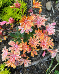 Lewisia Flower seeds for Planting Long Bloom Season Heirloom & GMO Free Seeds for Home Garden