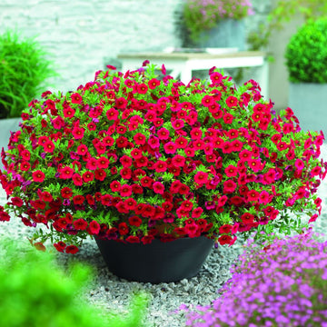 Calibrachoa (Calibrachoa Flower) seeds for planting in home garden