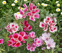Farewell to Spring Seeds for Beautiful, Bright Spring Blooms