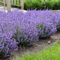 English Lavender perennial plant growing in a garden container