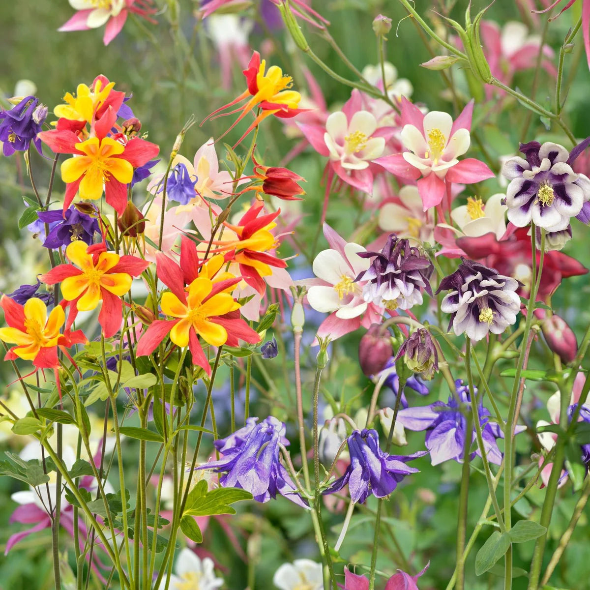 Aquilegia Columbine Flower seeds for Planting Vibrant Colors Heirloom & GMO Free Seeds for Home Garden