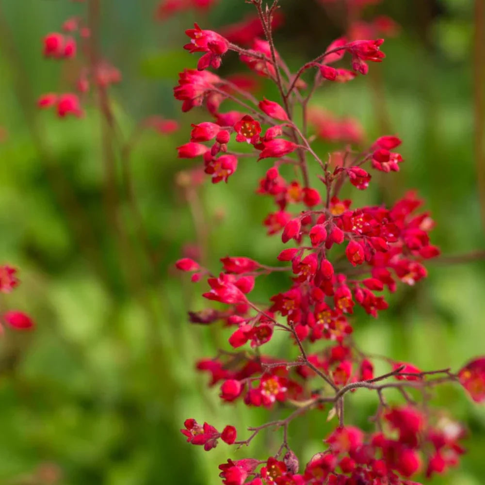Coral Bells Heuchera Flower seeds for Planting - Wildflower Mix, Heirloom & GMO Free Seeds for Home Garden