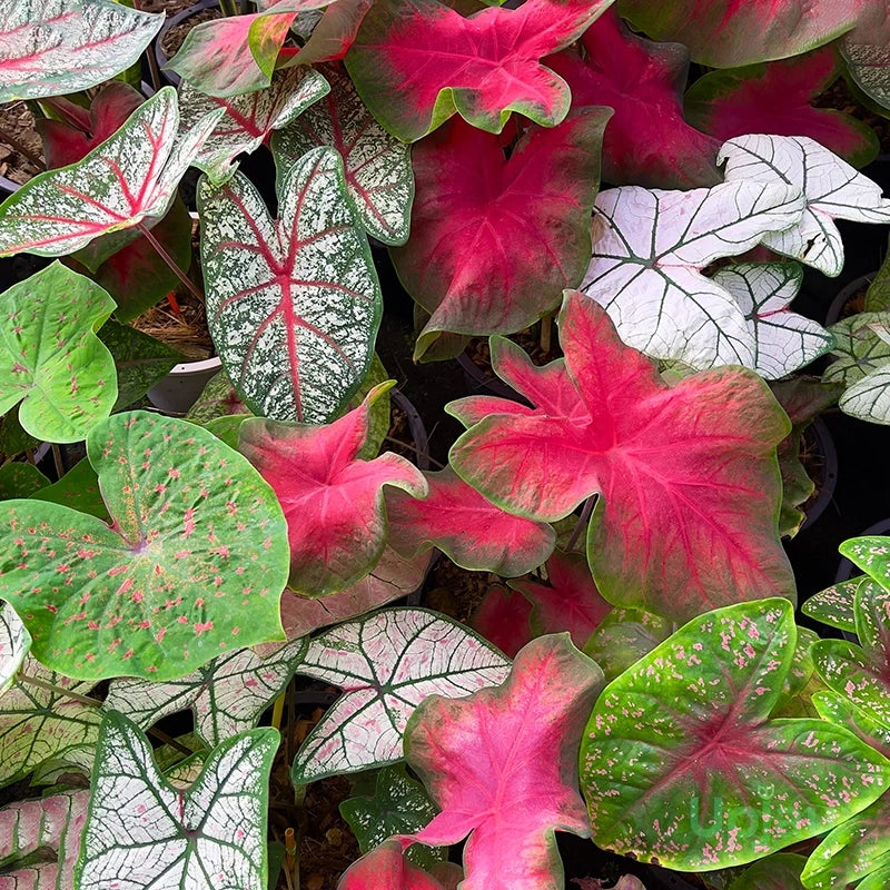 Caladium Tropical Mix Bulbs – Colorful Foliage Plants for Garden & Containers