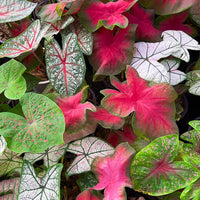 Caladium Tropical Mix Bulbs – Colorful Foliage Plants for Garden & Containers