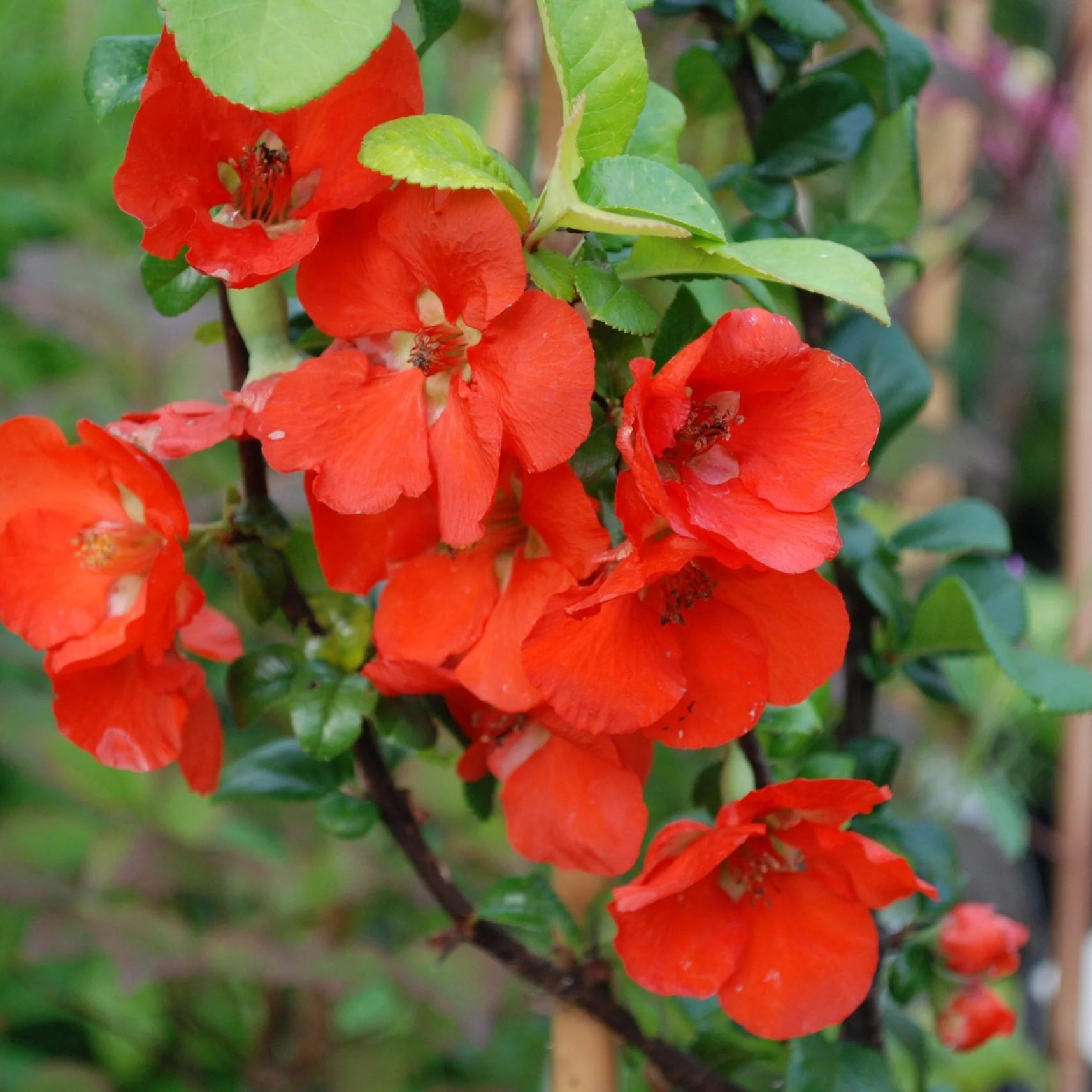 Chaenomeles Flower seeds for Planting - Cottage Garden Essential, Heirloom & GMO Free Seeds for Home Garden