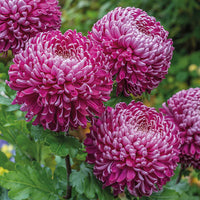 Purple Chrysanthemum Flower seeds for Planting - Bright Blooms, Heirloom & GMO Free Seeds for Home Garden