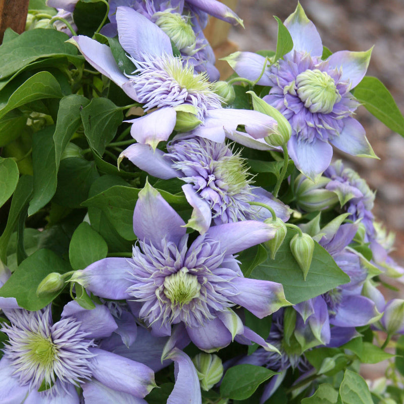 Light (Light Blue) seeds for planting in home garden