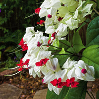 White Red Clerodendrum Flower seeds for Planting - Sun Loving, Heirloom & GMO Free Seeds for Home Garden