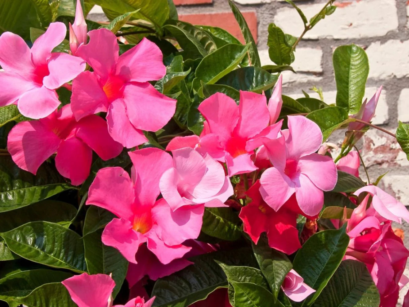 Sanderi Flower Planting Seeds Pink White