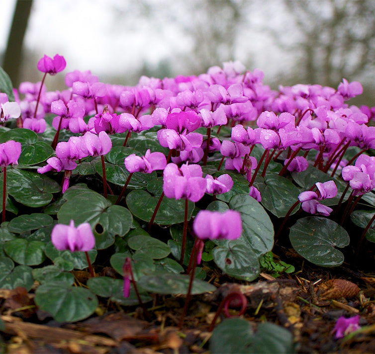 Purple Cyclamen Flower seeds for Planting - Long Bloom Season, Heirloom & GMO Free Seeds for Home Garden