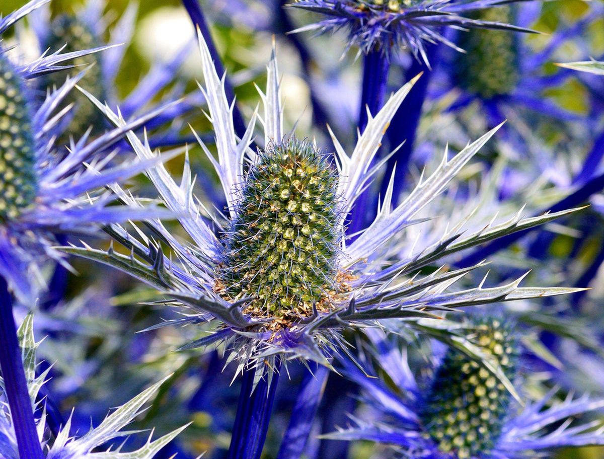 Eryngium Flower seeds for Planting - Colorful Display, Heirloom & GMO Free Seeds for Home Garden