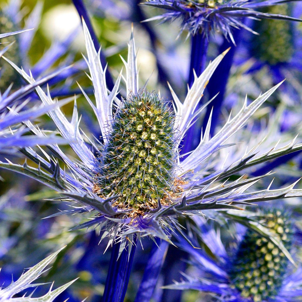 Blue Eryngium Planum Flower seeds for Planting Long Bloom Season Heirloom & GMO Free Seeds for Home Garden 
 
 Sale