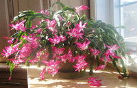 Heirloom Balcony Potted Schlumbergera Seeds Flower seeds for Planting Long Bloom Season Heirloom & GMO Free Seeds for Home Garden