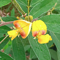 Yellow Cajanus Cajan Flower seeds for Planting - Low Maintenance, Heirloom & GMO Free Seeds for Home Garden
 
 Sale