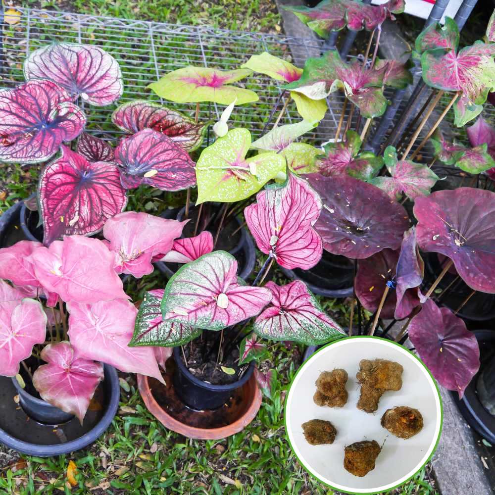 Mixed Colour Caladium Flower seeds for Planting - Garden Favorite, Heirloom & GMO Free Seeds for Home Garden