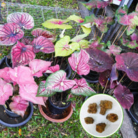 Mixed Colour Caladium Flower seeds for Planting - Garden Favorite, Heirloom & GMO Free Seeds for Home Garden