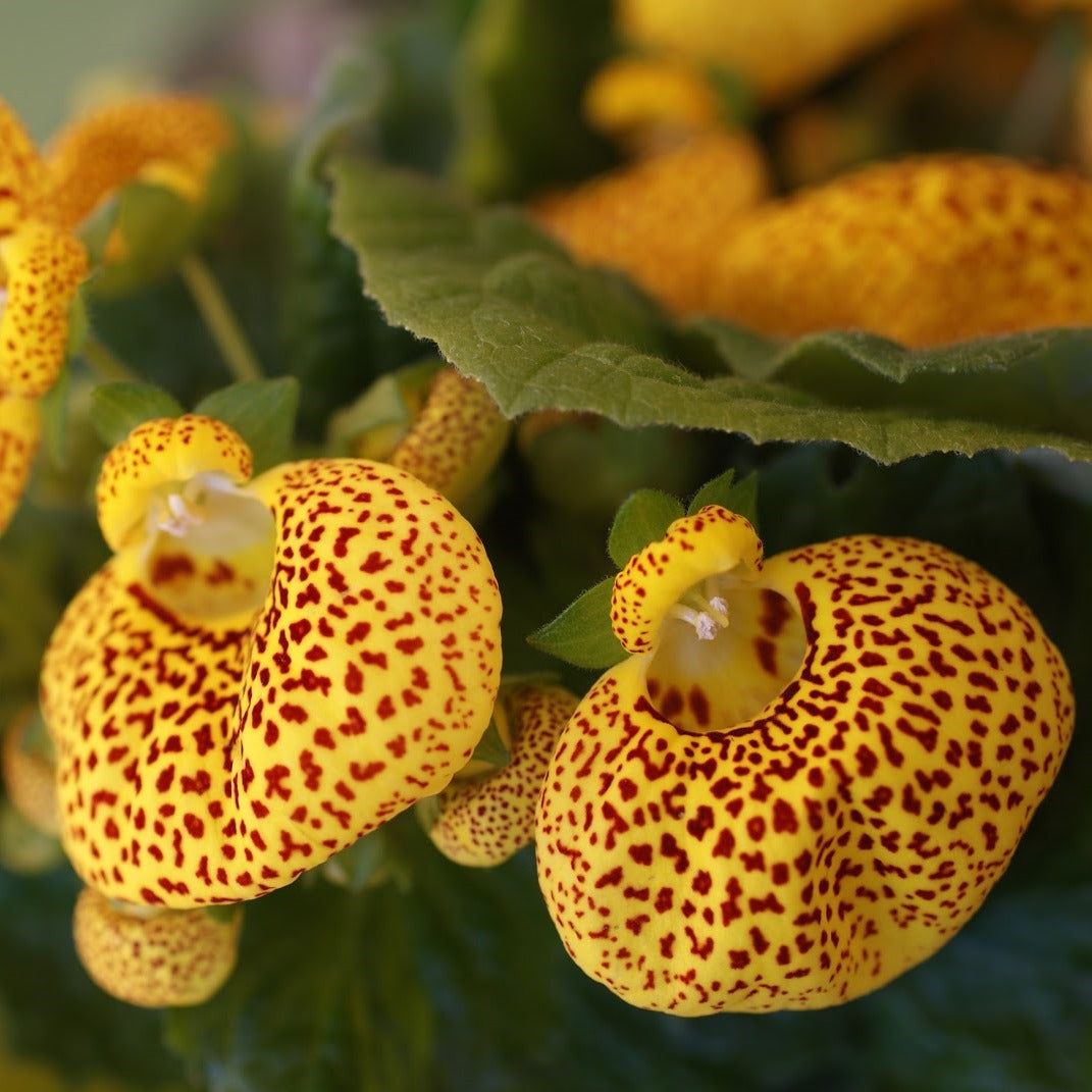 Calceolaria Purse Flower seeds for Planting Fragrant Blossoms Heirloom & GMO Free Seeds for Home Garden