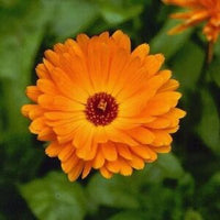 Light Orange Verbena Flower Seeds for Planting Low Maintenance Heirloom & GMO Free Seeds for Home Garden
 
 Sale