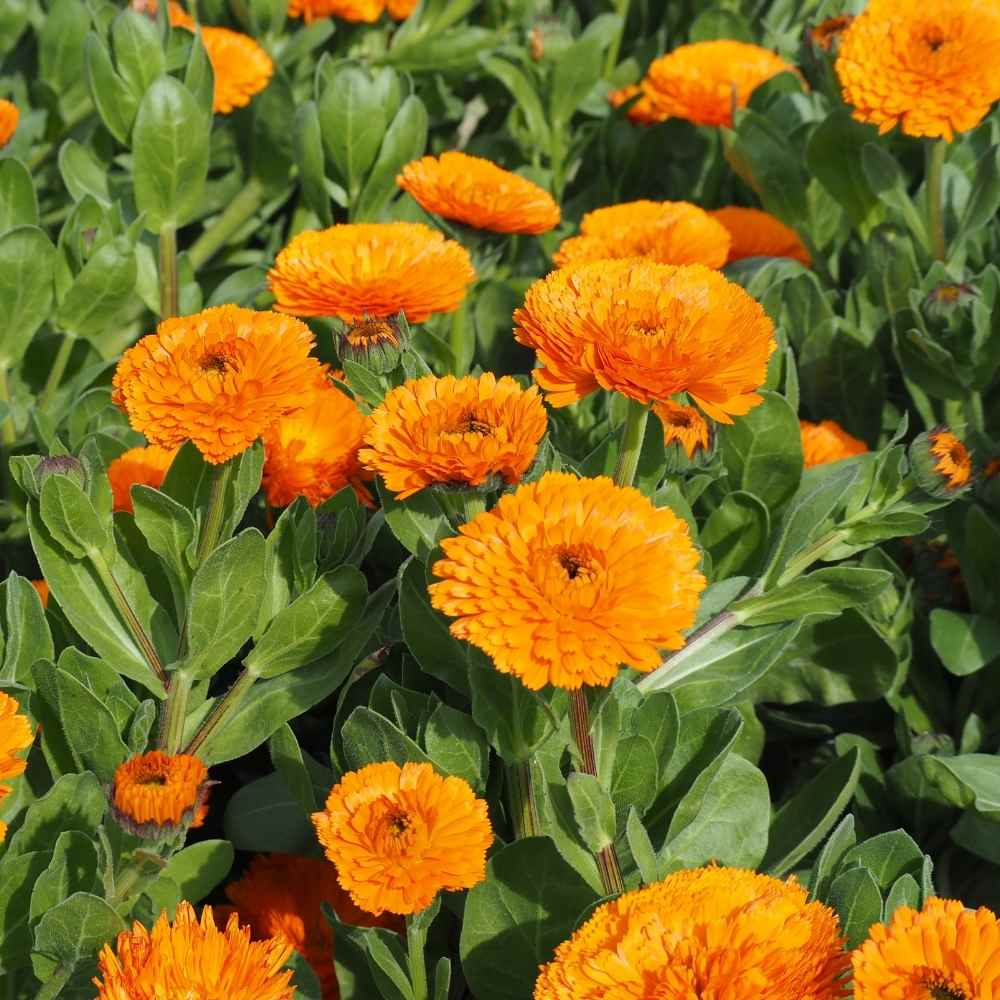 Calendula Pacific Beauty Mix flower seeds for colorful garden blooms