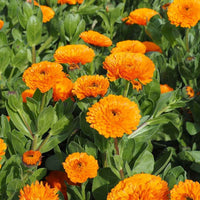 Calendula Pacific Beauty Mix flower seeds for colorful garden blooms