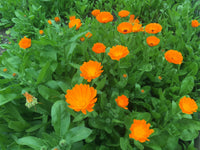 Bright Calendula Pacific Beauty flowers growing in a home garden