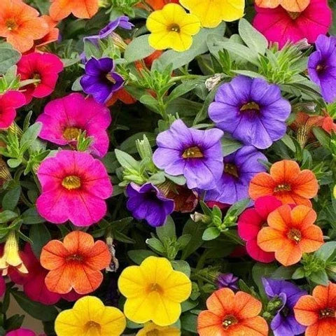 Calibrachoa Million Bells flower seeds with colorful blooms for garden planting
